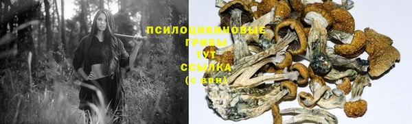 прущие грибы Аркадак